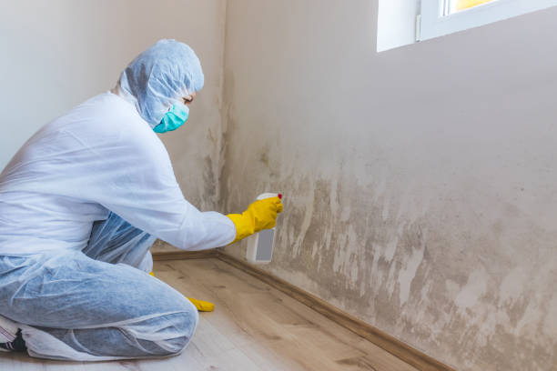 Licensed Mold Remediation service in Woodbury, MN - WQB Mold Removal